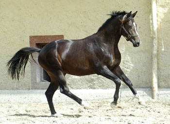 Trakehner Colt by Kostolany out of Elitemare Schwalbenspiel by Exclusiv