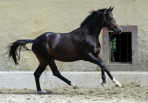Trakehner Colt by Kostolany out of Elitemare Schwalbenspiel by Exclusiv