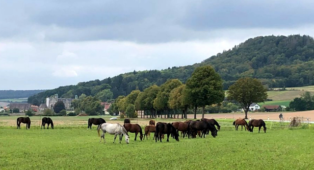 Stuten und Fohlen auf der Feldeide in Hämelschenburg - Foto: Beate Langels - 
Trakehner Gestüt Hämelschenburg
