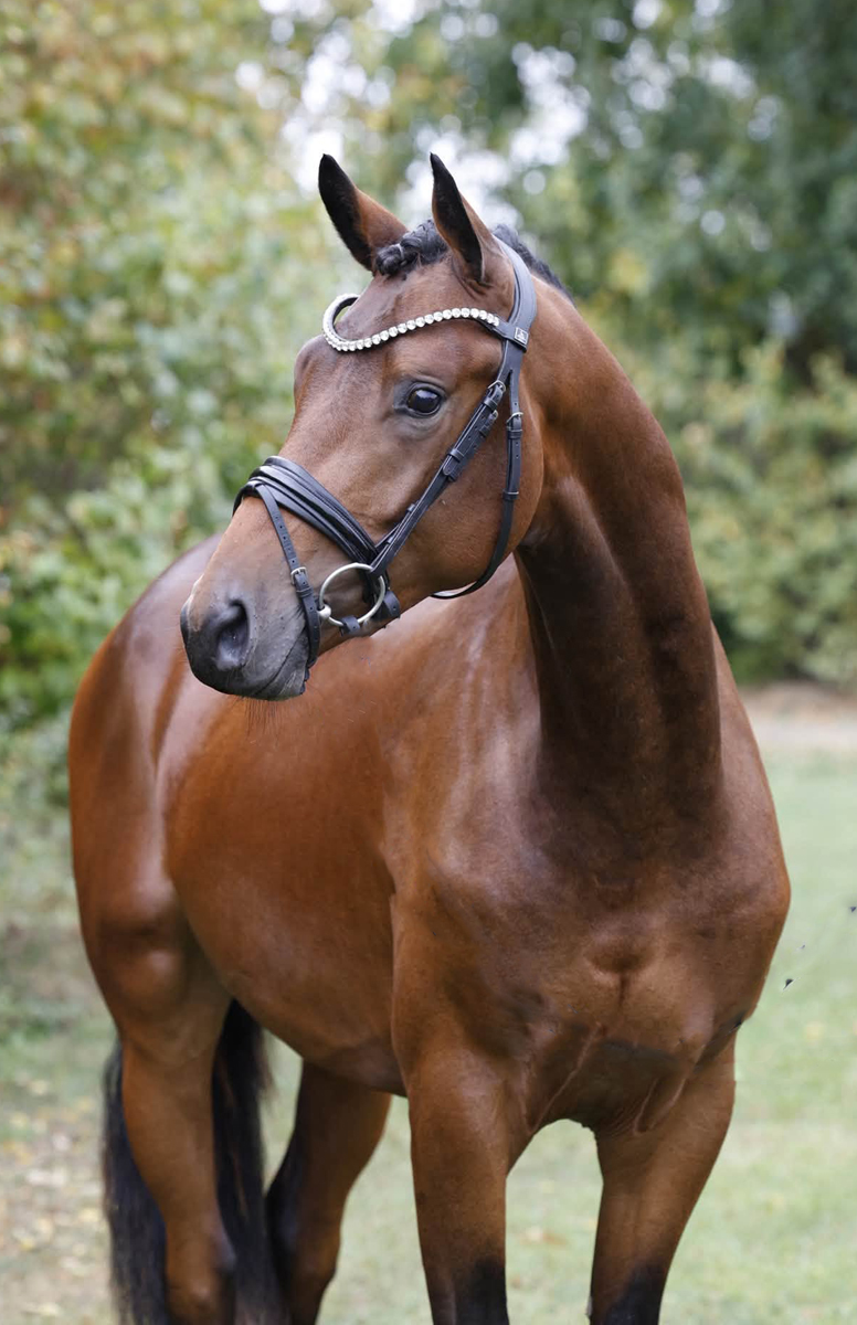 2j�hriger Hengst v. Preu�en Party u.d. Katniss Everdeen v. Saint Cyr - Trakehner Gest�t H�melschenburg - Fotos Beate Langels