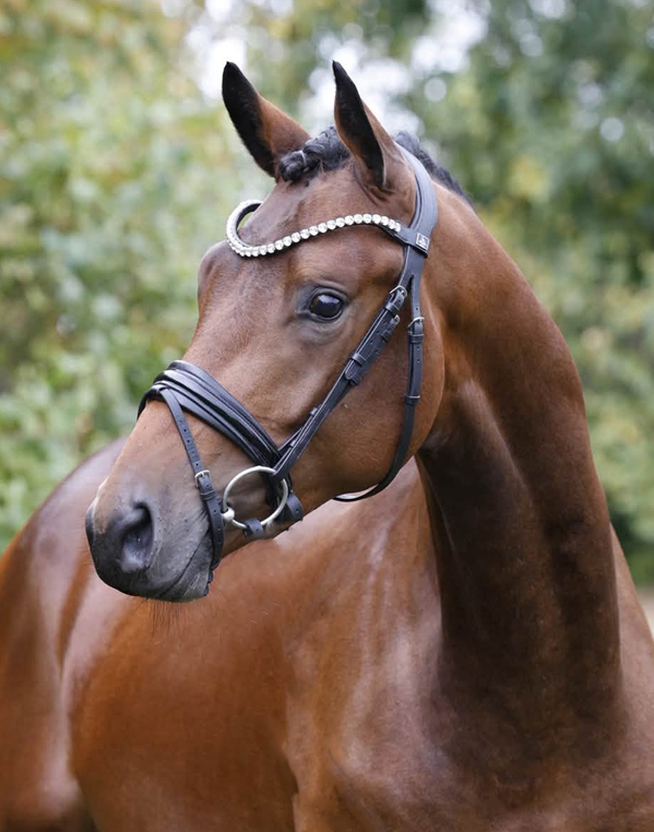 2j�hriger Hengst v. Preu�en Party u.d. Katniss Everdeen v. Saint Cyr - Trakehner Gest�t H�melschenburg - Fotos Beate Langels