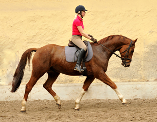  5jhriger Wallach von Fidertanz - Foto: Richard Langels - Gestt Schplitz