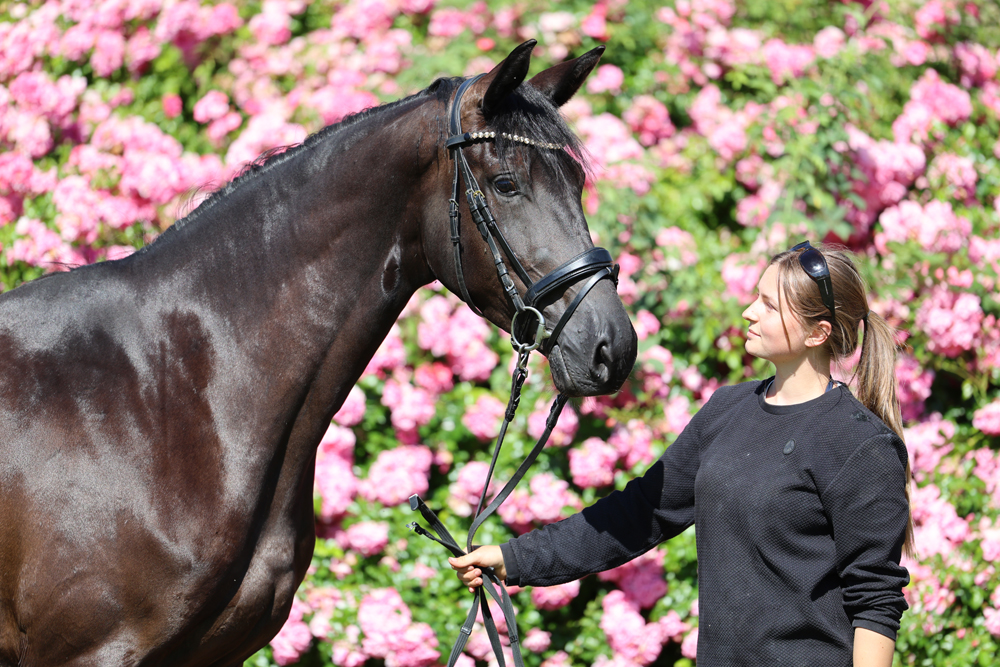 3jährig Schwalbendynastie von Saint Cyr bei der zentralen Stuteneintragung - Trakehner Gestüt Hämelschenburg - Foto Beate Langels