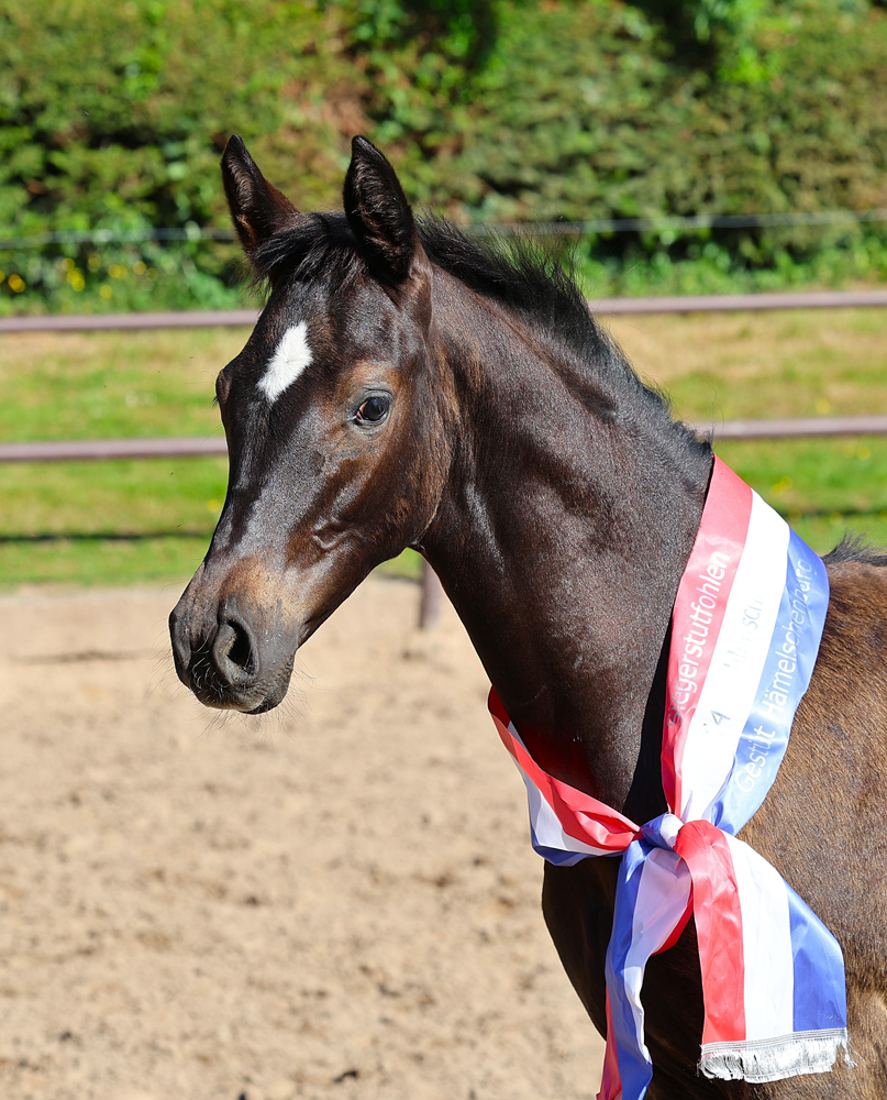 Trakehner Stutfohlen von Times Squere u.d. Pr.St. Gabbana v. High Motion - Alter Fritz  - Gest�t H�melschenburg - Beate Langels