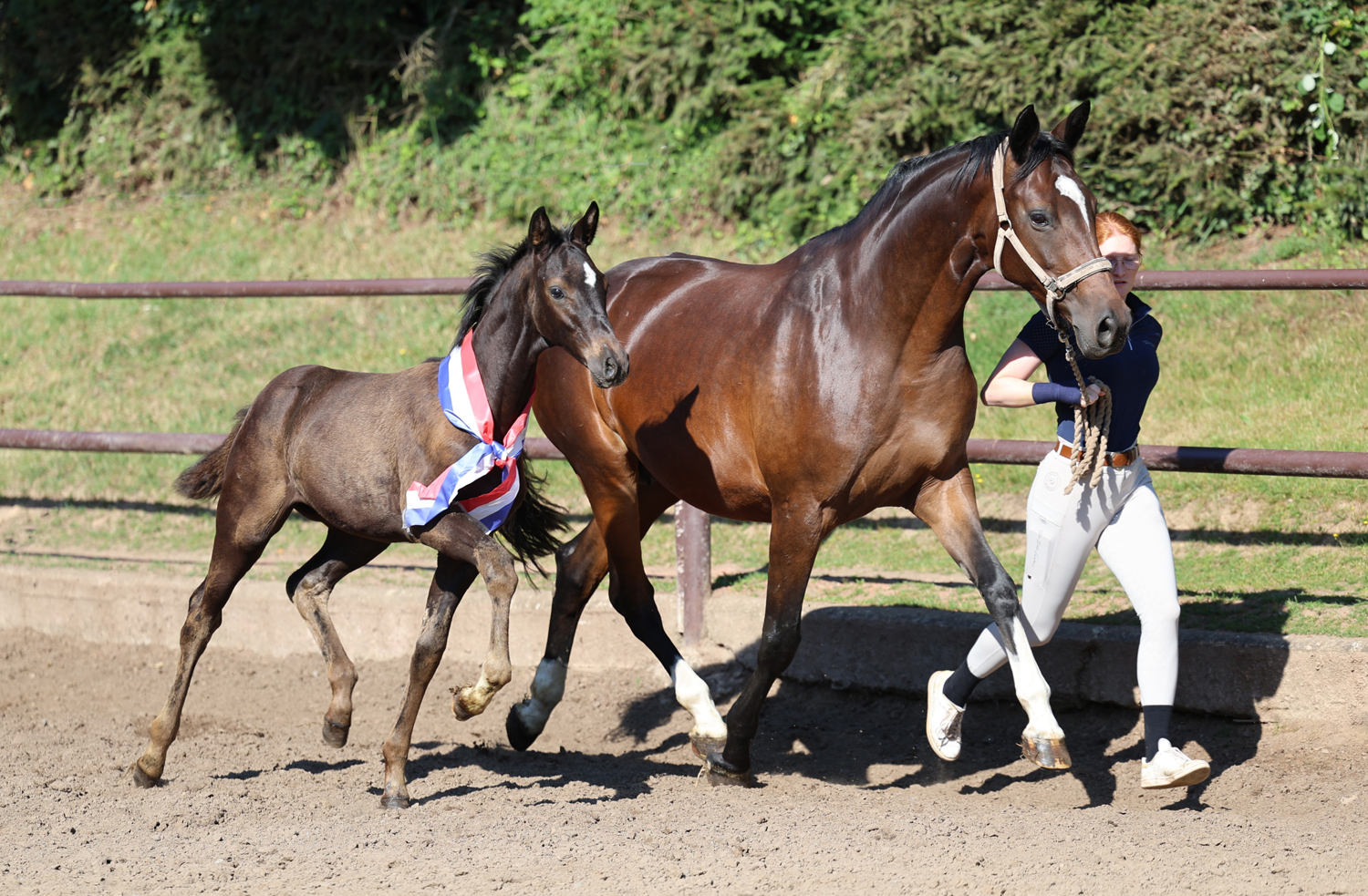 Trakehner Stutfohlen von Times Squere u.d. Pr.St. Gabbana v. High Motion - Alter Fritz  - Gest�t H�melschenburg - Beate Langels