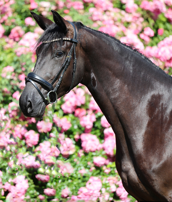 Schwalbendynastie v. Saint Cyr u.d. Pr.St. Schwalbenland by Touch my Heart - Foto: Beate Langels