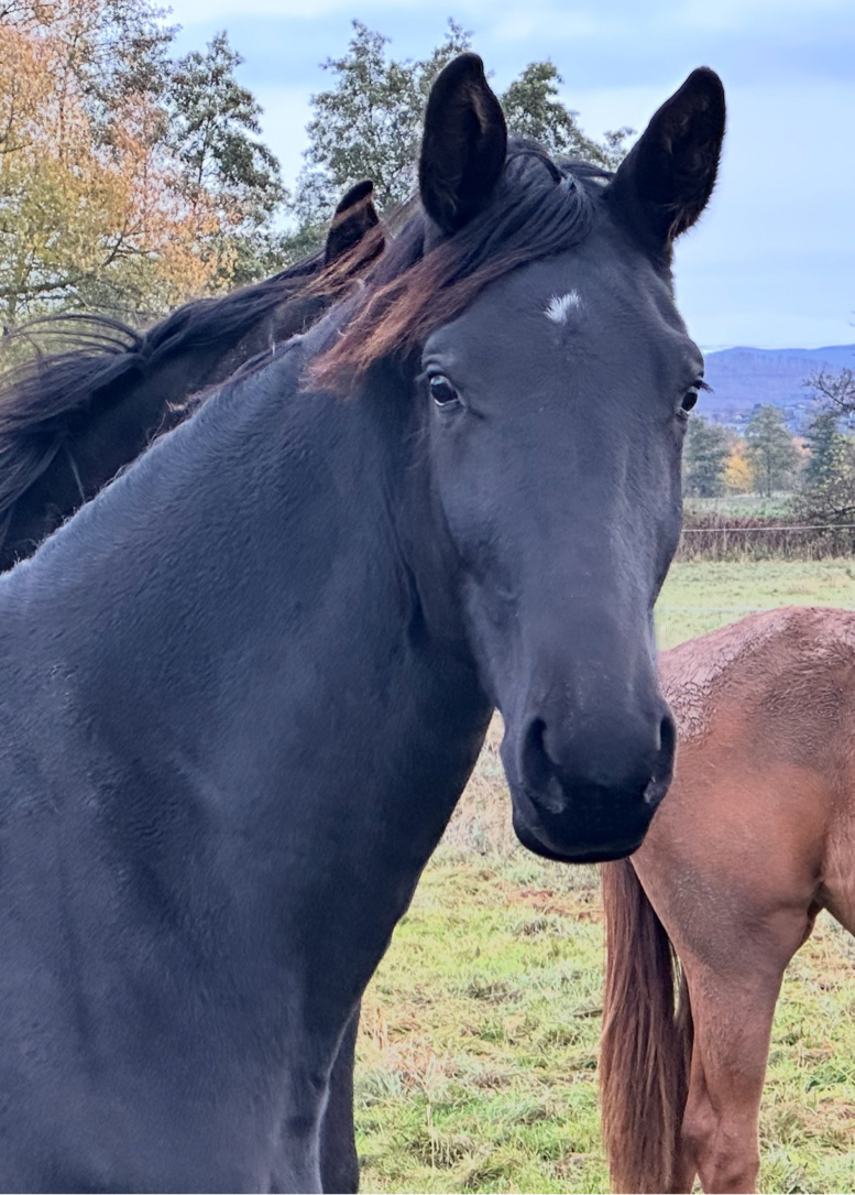 November 2025 - Trakehner Gestt Hmelschenburg - Foto Beate Langels