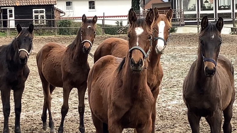 Die Absetzer - Anfang Januar 2025 - Trakehner Gestt Hmelschenburg