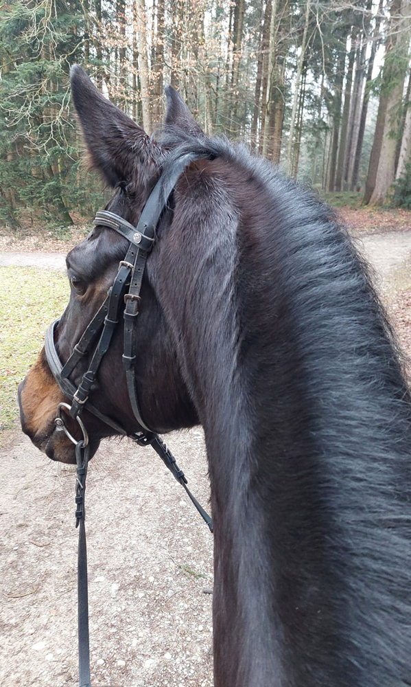 Kaiserglck von Shavalou - Trakehner Gestt Hmelschenburg - 
copyright by S. Rutz