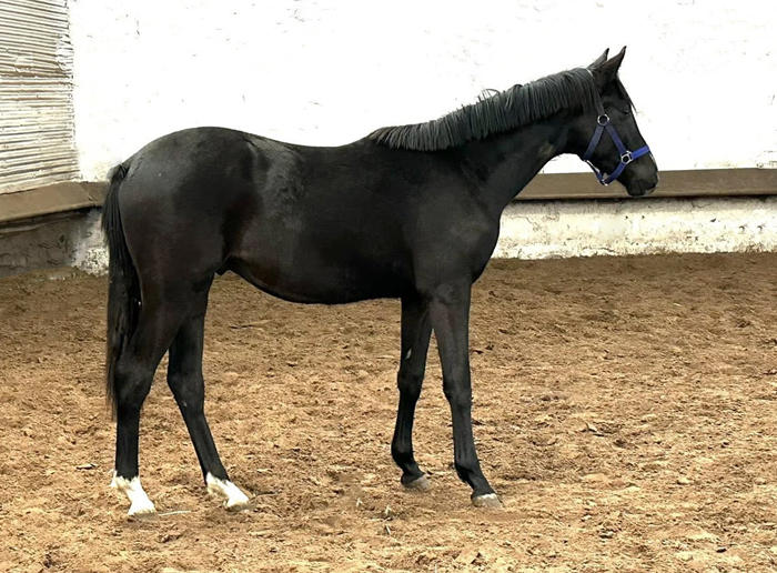 New Star v. Saint Cyr x Millennium und seine Z�chterin H�melschenburg 12. Januar 2025 - Trakehner Gest�t H�melschenburg