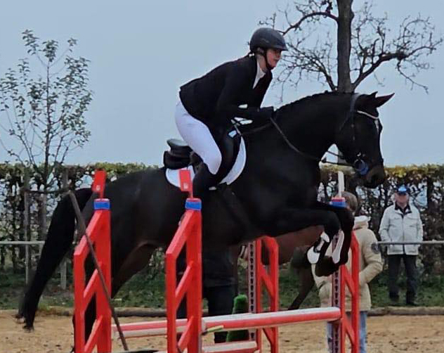 Hengst v. Saint Cyr u.d. Pr.St. Schwalbenland by Touch my Heart - Foto: Osteo Dressage