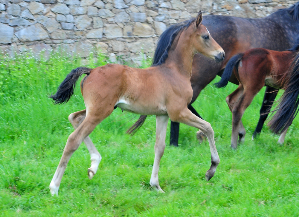 Hengstfohlen von Shavalou u.d. Guccia v. Zauberdeyk - 3.Mai 2025 - Trakehner Gestt Hmelschenburg