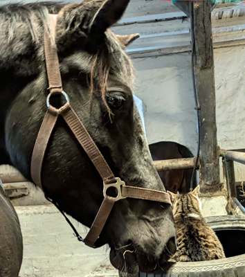 Hmelschenburg Anfang Januar 2025 - Trakehner Gestt Hmelschenburg