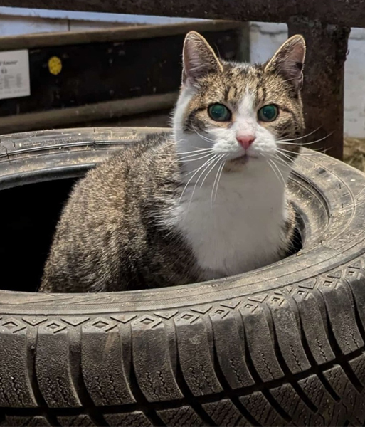 Hmelschenburg Anfang Januar 2025 - Trakehner Gestt Hmelschenburg