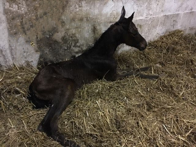 Trakehner Foal by Shavalou out of Giulietta by Saint Cyr - Red Patrick xx