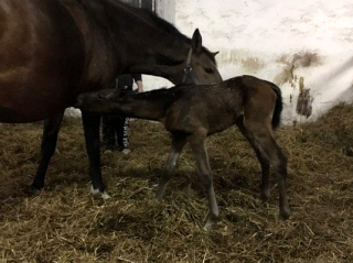Trakehner Foal by Shavalou out of Giulietta by Saint Cyr - Red Patrick xx