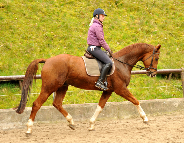  5jhriger Wallach von Fidertanz - Foto: Richard Langels - Gestt Schplitz