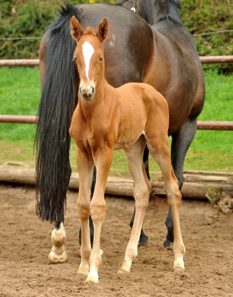 Filly by Symont out of Beloved by Kostolany - Foto: Beate Langels - Trakehner Gestt Hmelschenburg