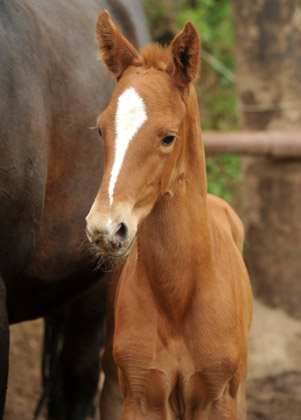 Filly by Symont out of Beloved by. Kostolany - Foto: Beate Langels - Trakehner Gestt Hmelschenburg