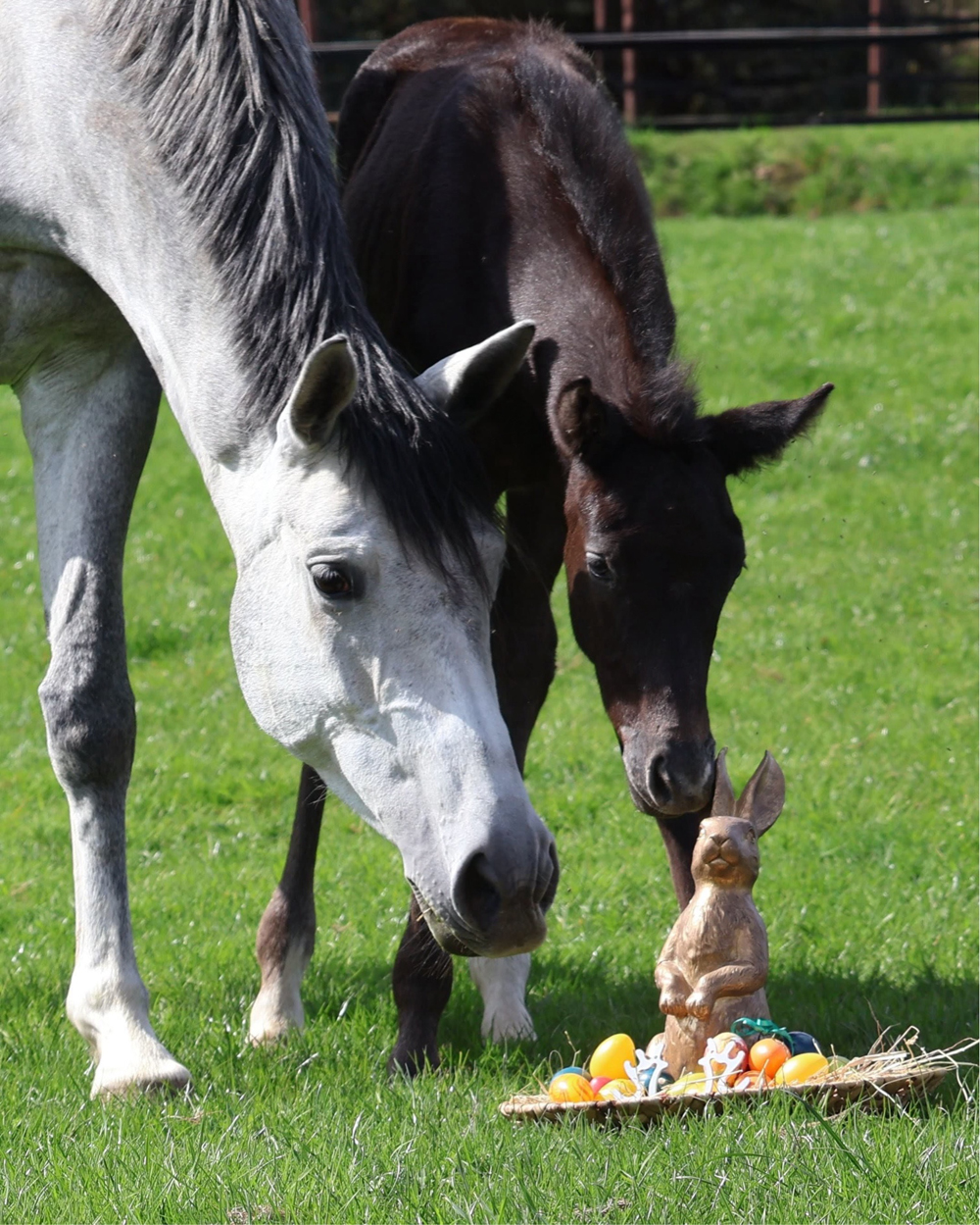 Ostern 2026 - Tea at Five und ihr Sohn Tea in the Morning v. Hopkins - Foto: Sabine Beyer