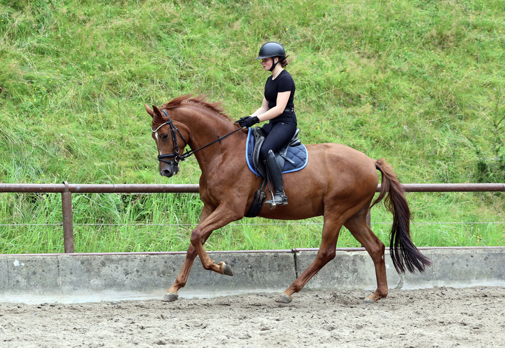 Verhoeven und Sophia - Trakehner Gest�t H�melschenburg - Foto Beate Langels