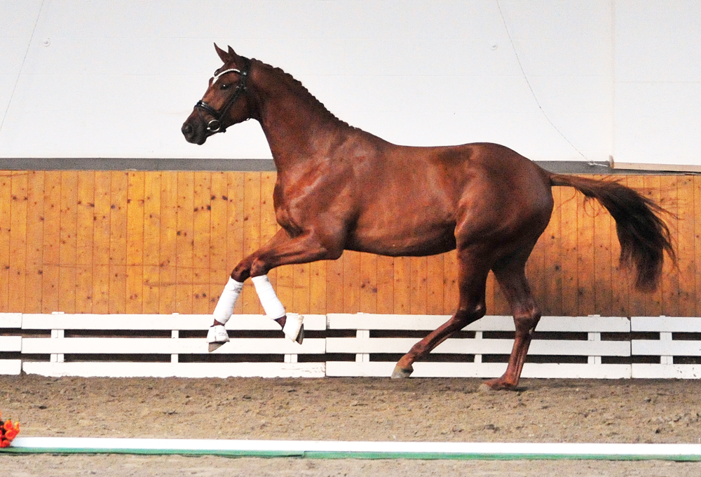 Verhoeven v. Schpitzer u.d. Pr.A. Valentine v. High Motion - Foto: Beate Langels