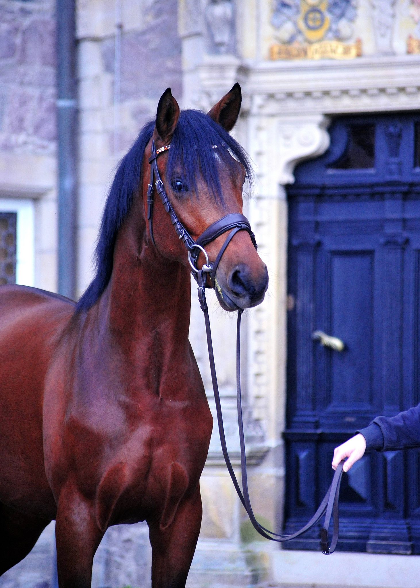 Saintano - Trakehner Hengst von Glcksruf u.d. Pr.St. Schwalbe's Beauty v. High Motion x Imperio  - Gestt Hmelschenburg - Beate Langels