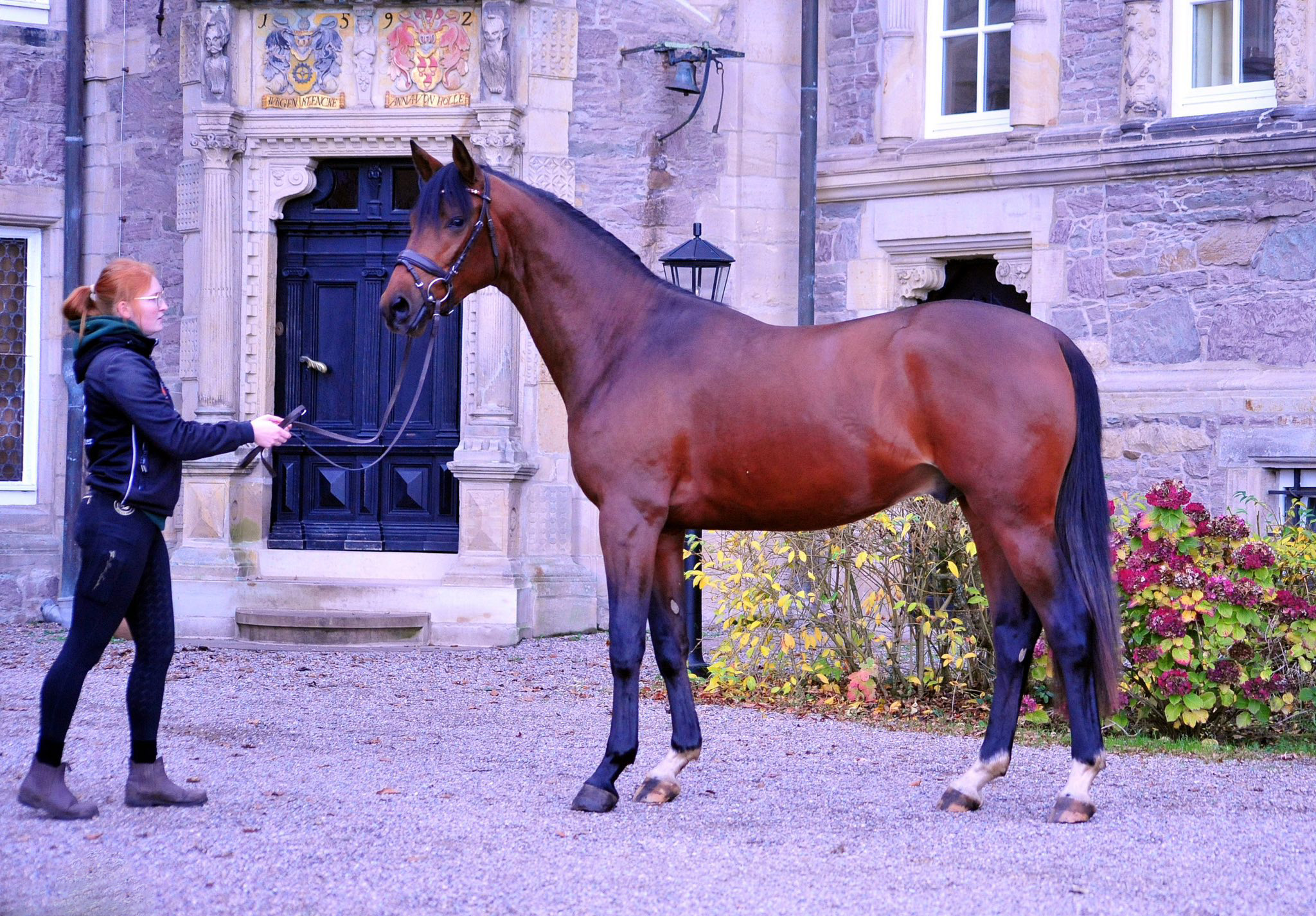 Trakehner Hengst Saintano von Glcksruf u.d. Pr.A. Schwalbe's Beauty v. High Motion x Imperio  - Gestt Hmelschenburg - Beate Langels