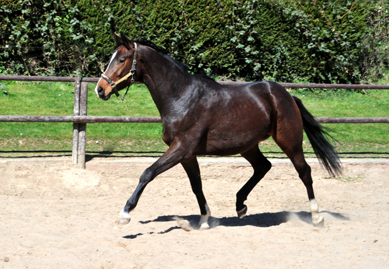 3jhriger Trakehner von High Motion u.d. Val de Vienne v. Exclusiv - in Hmelschenburg - 6. April 2025 - Trakehner Gestt Hmelschenburg