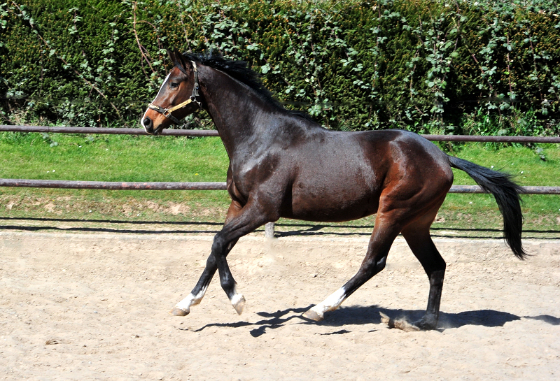 3jhriger Trakehner von High Motion u.d. Val de Vienne v. Exclusiv - in Hmelschenburg - 6. April 2025 - Trakehner Gestt Hmelschenburg