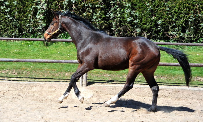 3jhriger Trakehner von High Motion u.d. Val de Vienne v. Exclusiv - in Hmelschenburg - 6. April 2025 - Trakehner Gestt Hmelschenburg