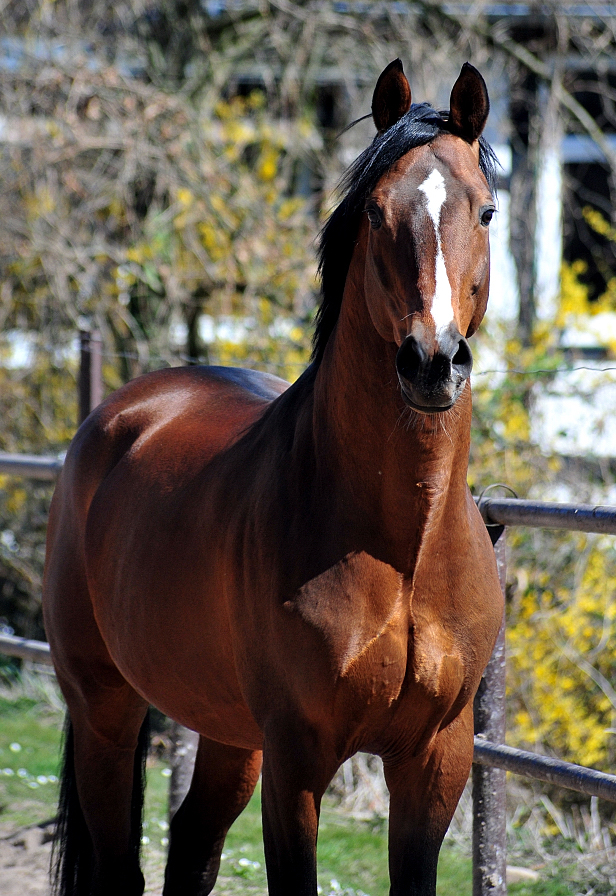 Impressionen - April 2025 - Trakehner Gestt Hmelschenburg  - Foto: Beate Langels