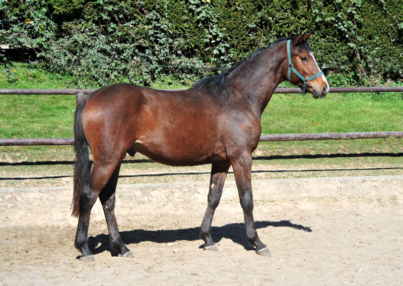 2jhriger Trakehner Hengst v. Zauberdeyk u.d. Valentine v. High Motion - Foto: Beate Langels - Trakehner Gestt Hmelschenburg - Foto Carmen Schnell