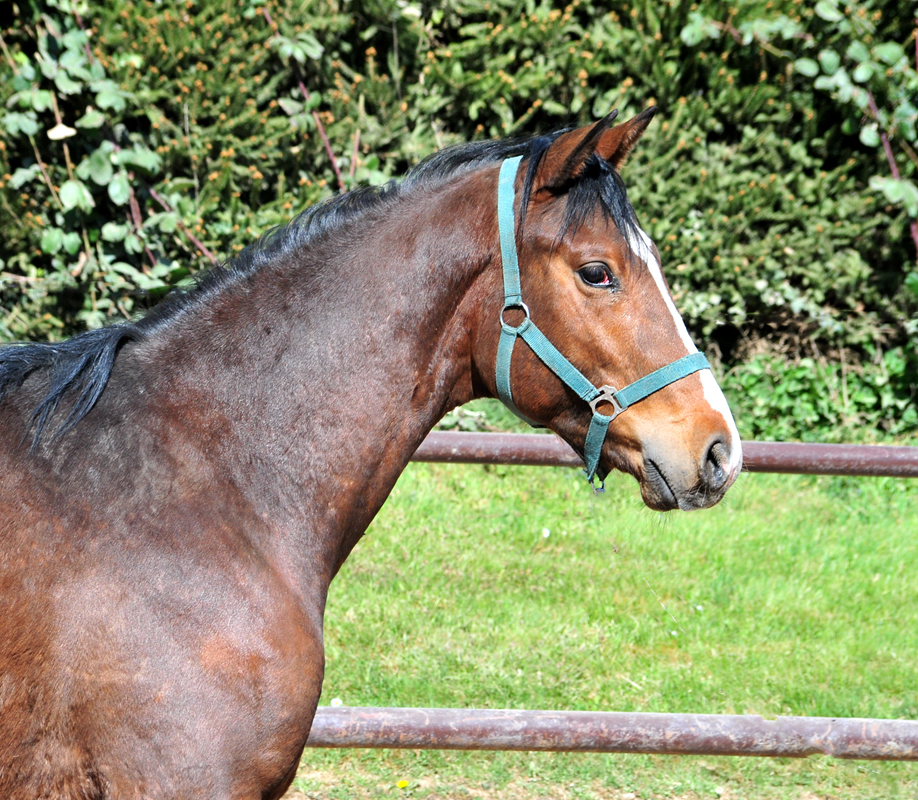 2jhriger Trakehner Hengst v. Zauberdeyk u.d. Valentine v. High Motion - Foto: Beate Langels - Trakehner Gestt Hmelschenburg - Foto Carmen Schnell