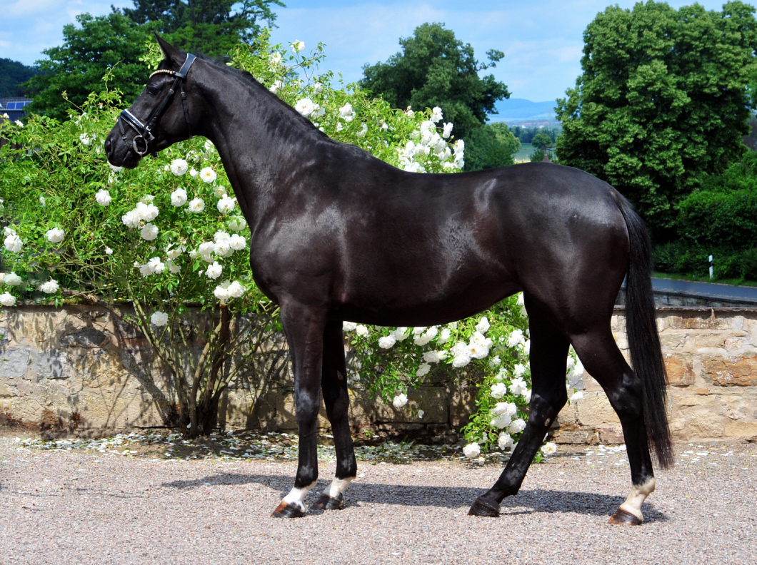 Schwalbe's Magic v. Frst Magic x Totilas - Trakehner Gestt Hmelschenburg