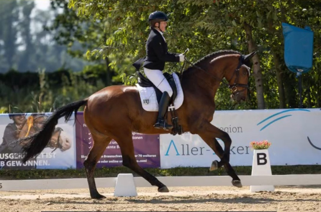 Trakehner Gestt Hmelschenburg - Beate Langels