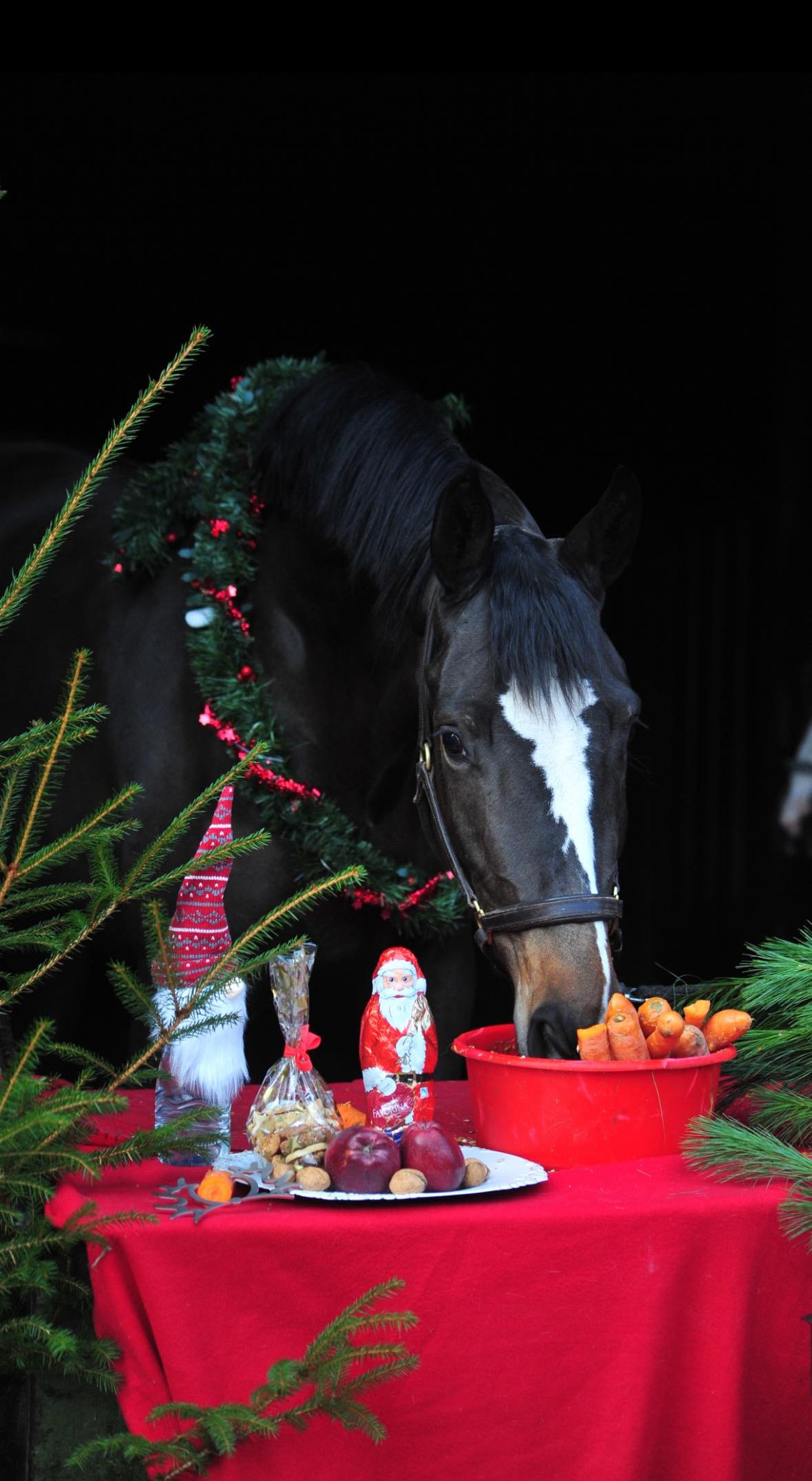 Kaiserin von Rheinglanz u.d. St.Pr.u.Pr.St. Kiss me now v. His Moment u.d. St.Pr.u.Pr.St. Katniss Everdeen v. Saint Cyr - Gest�t H�melschenburg Beate Langels