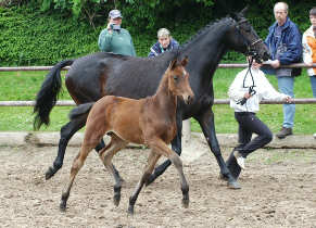 Filly by Perechlest out of Vicenza by Showmaster