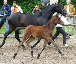 Filly by Perechlest out of Vicenza by Showmaster