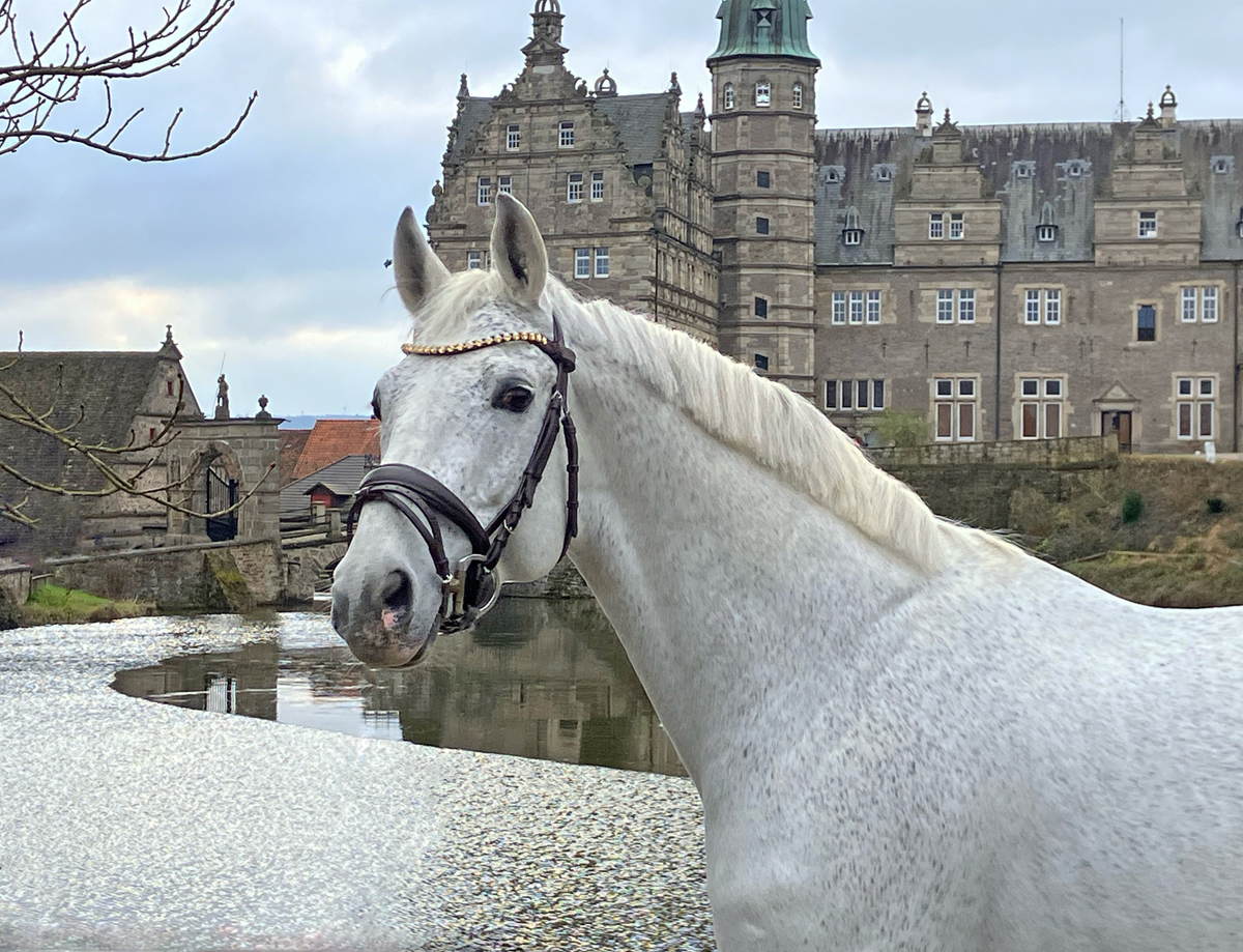 HOPKINS von Hofrat - Trakehner Gestt Hmelschenburg - 
copyright by S. Rutz