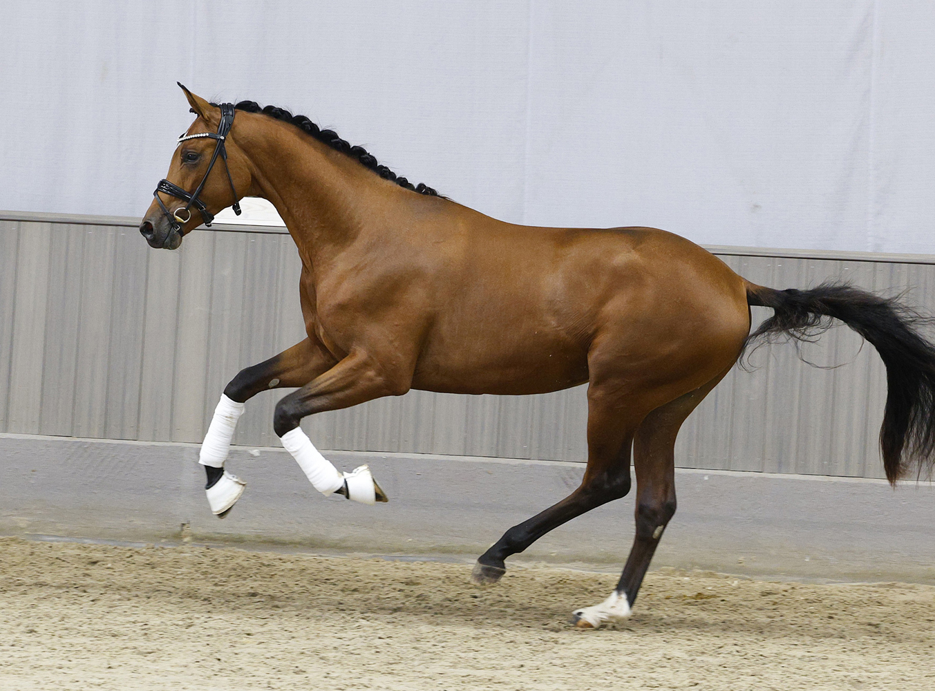 Scavilio von Glücksruf u.d. PrSt. Schwalbe's Beauty v. High Motion x Imperio - Gestüt Hämelschenburg - Foto: Beate Langels