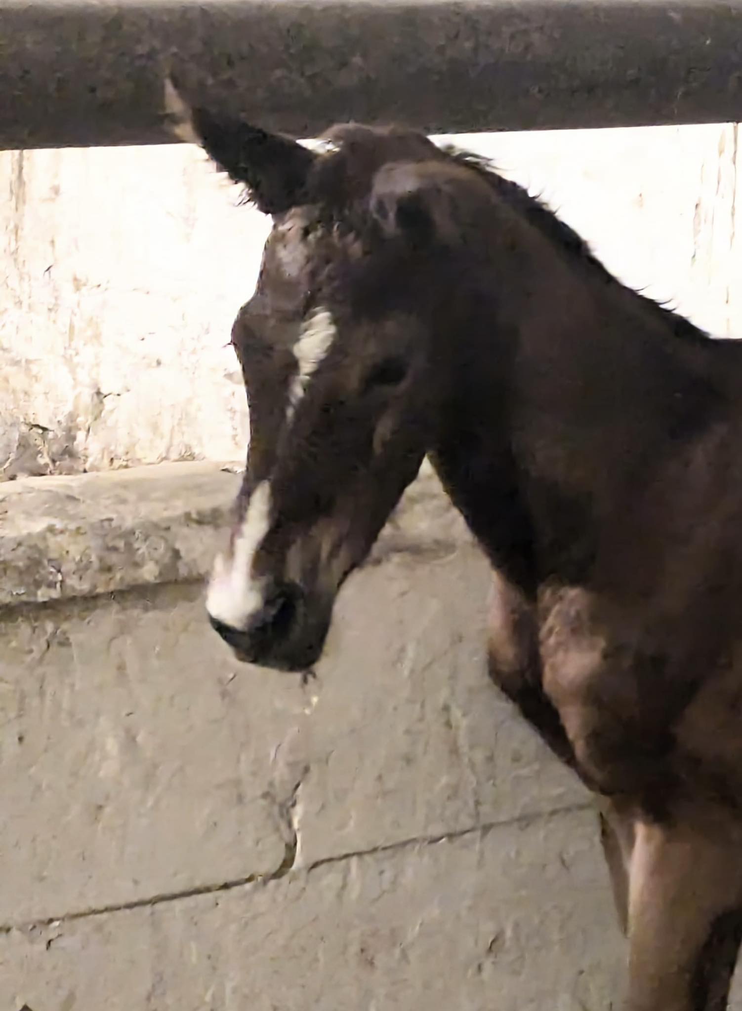 colt by Saint Cyr out of Pr.St. Schwalbenland by Touch my Heart - Foto: Beate Langels