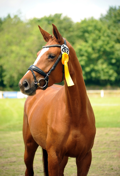Karanea - Trakehner Prmienanwrterin von High Motion u.d. Pr.St. Karida v. Oliver Twist - Foto: Beate Langels - Trakehner Gestt Hmelschenburg