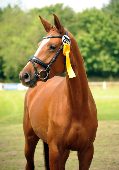 Karanea - Stutfohlen von High Motion u.d. Pr.St. Karida v. Oliver Twist - Foto: Beate Langels - Trakehner Gestt Hmelschenburg