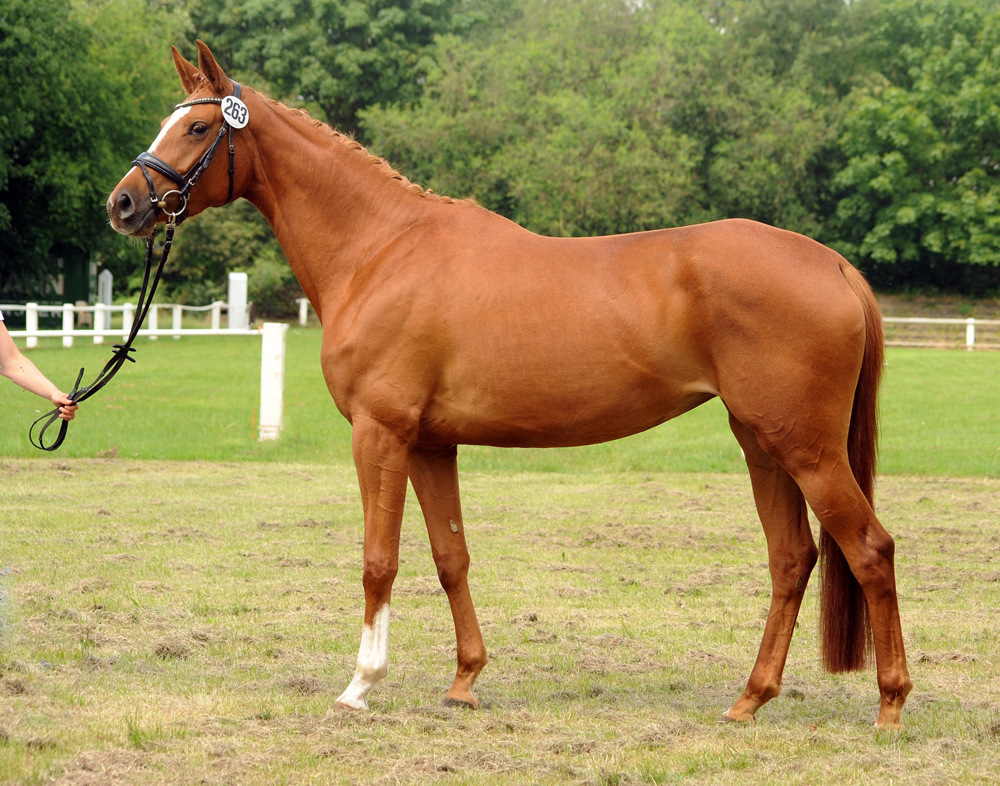 Karanea - Trakehner Prmienanwrterin von High Motion u.d. Pr.St. Karida v. Oliver Twist - Foto: Beate Langels - Trakehner Gestt Hmelschenburg