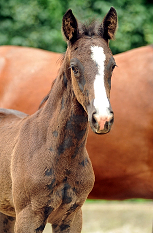 Trakehner Filly by Alter Fritz out of Giulietta by Saint Cyr - Red Patrick xx