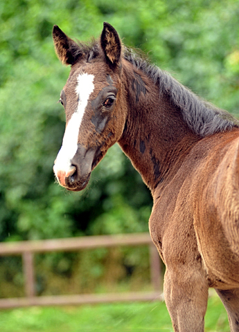 Trakehner Filly by Alter Fritz out of Giulietta by Saint Cyr - Red Patrick xx