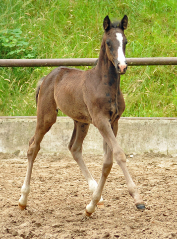 Trakehner Filly by Alter Fritz out of Giulietta by Saint Cyr- Red Patrick xx