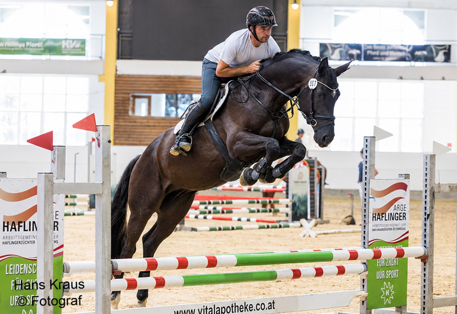 Trakehner Pr�mienhengst SUTHERLAND v. Saint Cyr u.d. Pr�mienstute Schwalbenland v. Touch my Heart - Foto: Hans Kraus - Trakehner Gest�t H�melschenburg - Beate Langels