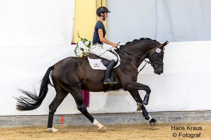 Trakehner Pr�mienhengst SUTHERLAND v. Saint Cyr u.d. Pr�mienstute Schwalbenland v. Touch my Heart - Foto: Hans Kraus - Trakehner Gest�t H�melschenburg - Beate Langels